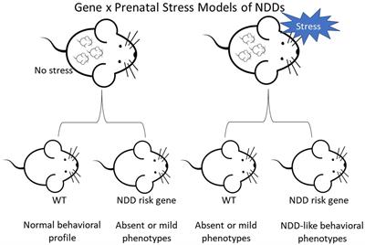 Prenatal stress unmasks behavioral phenotypes in genetic mouse models of neurodevelopmental disorders